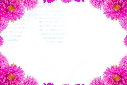 Colorful bright flower aster isolated on white background. photo