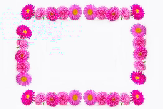 Colorful bright flower aster isolated on white background. photo