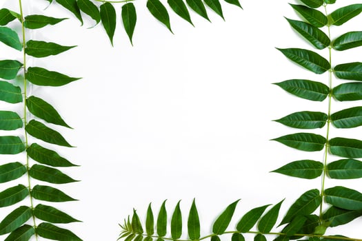 Green leaf branches on white background. flat lay, top view photo
