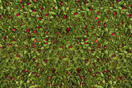 Wallpaper or background of red dried rose buds among green leaves and twigs. Nature and plants. Top view photo
