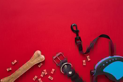 Collar, blue bowl with feed, leash and delicacy for dogs. Isolated on red background photo