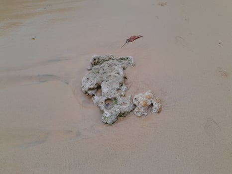 Coral stone on the shore at East Java beach photo
