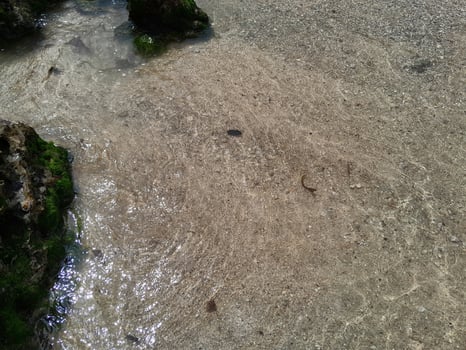 Coral stone on the shore at East Java beach photo