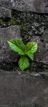 Leaf wallpaper image photo