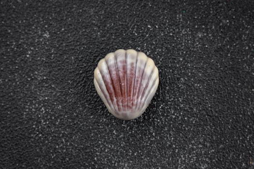 candy seashells delicious chocolate sweet dessert delicious healthy eating cooking appetizer meal food snack on the table photo