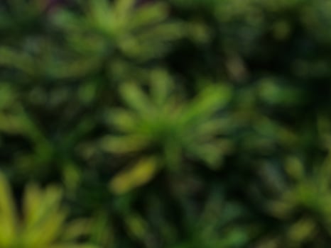 Blurry nature background. Green leaves blurred background photo