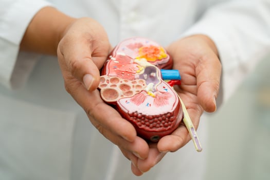 Kidney disease, Chronic kidney disease ckd, Doctor hold model to study and treat in hospital. photo