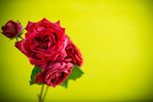 Flowers of beautiful blooming red rose on green background. photo