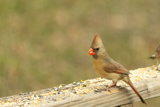 Female cardinal coming out to the wooden railing for birdseed. Her brown feathers are designed for camouflage as opposed to the bright red of the male. Her little orange beak pointed outward. photo