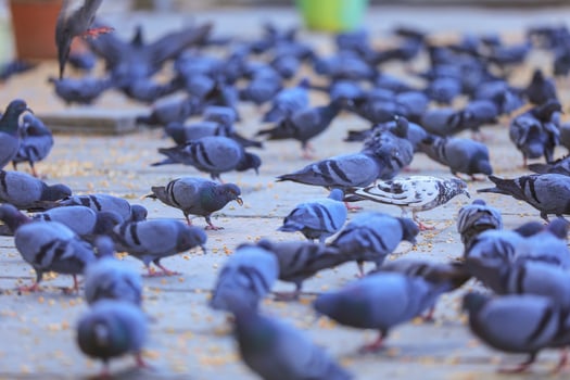 Pigeons birds eating with freedom photo