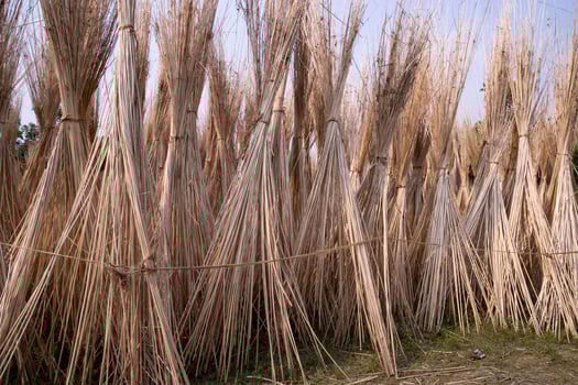 Many Jute sticks are stacked for sun drying at Sadarpur, Faridpur, Bangladesh. One and only Jute cultivation is in Faridpur, Bangladesh photo