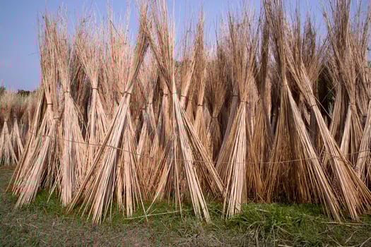 Many Jute sticks are stacked for sun drying at Sadarpur, Faridpur, Bangladesh. One and only Jute cultivation is in Faridpur, Bangladesh photo