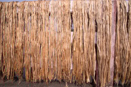 Golden Jute fiber pattern texture can be used as background wallpaper. This is the Called Golden Fiber in Bangladesh photo