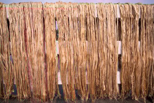 Golden Jute fiber pattern texture can be used as background wallpaper. This is the Called Golden Fiber in Bangladesh photo