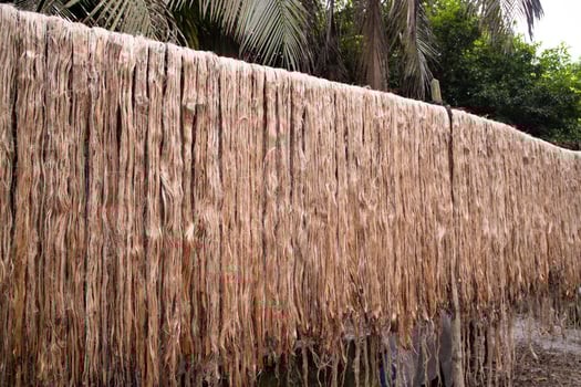 Golden wet raw jute fiber hanging under the sunlight for drying in Bangladesh . This is the Called Golden Fiber in Bangladesh photo