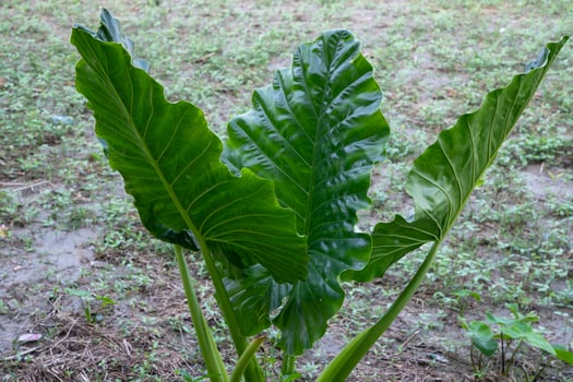 Green Alocasia or Elephant ear  tree plant Natural Texture background photo