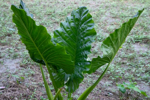 Green Alocasia or Elephant ear  tree plant Natural Texture background photo