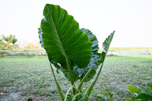 Green Alocasia or Elephant ear  tree plant Natural Texture background photo