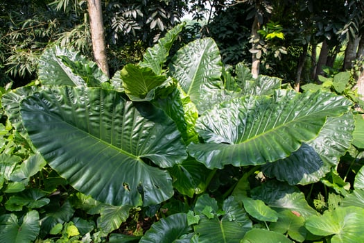 Green Alocasia or Elephant ear  tree plant Natural Texture background photo