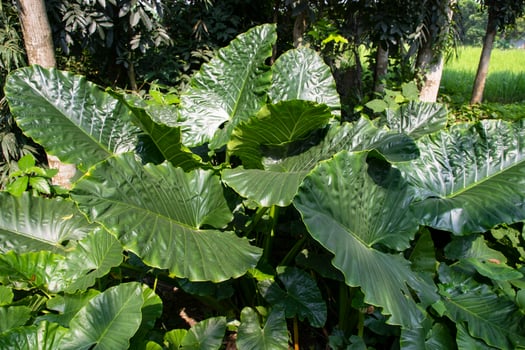 Green Alocasia or Elephant ear  tree plant Natural Texture background photo
