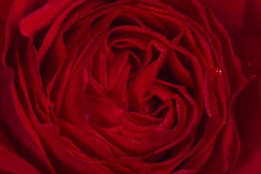 dark red rose flower covered with dew drops photo