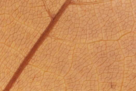 close up of dry maple tree leaf texture photo
