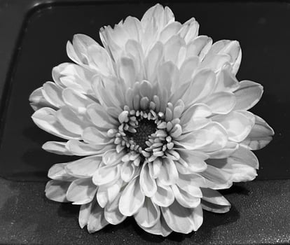 Flower head in black and white photo