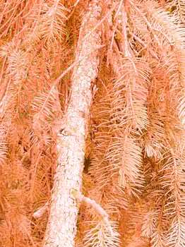 Spruce tree with orange tint photo