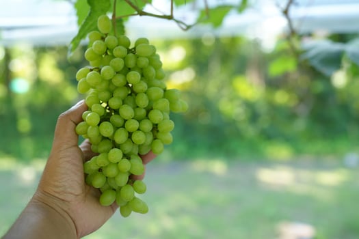 Human hands handle grapes to check their quality before being sold. photo
