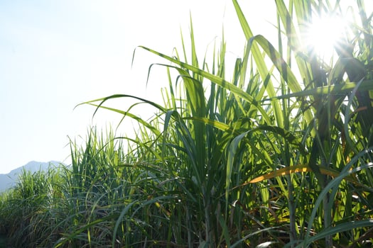 Sugar cane fields can be used as food and fuel. photo