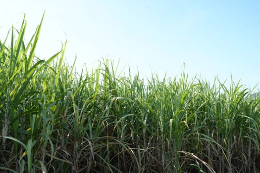Sugar cane fields can be used as food and fuel. photo