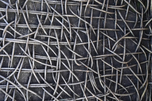 The background of the rattan tree decays over time. photo
