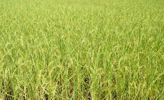 Green rice fields approaching harvest season photo