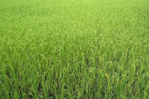 Green rice fields approaching harvest season photo
