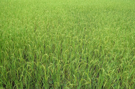 Green rice fields approaching harvest season photo
