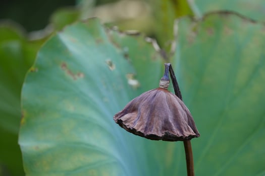 lotus plants at the end of the season photo