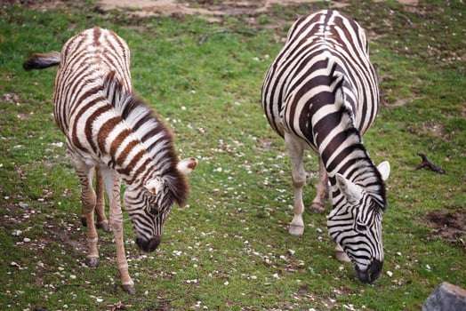 Burchells zebra mare and young foal photo