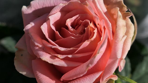 a close up of a large red rose photo