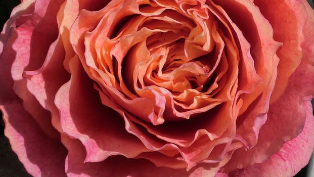 a close up of a large red rose photo
