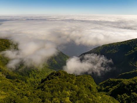 Fanal Forest - Seixal, Portugal photo