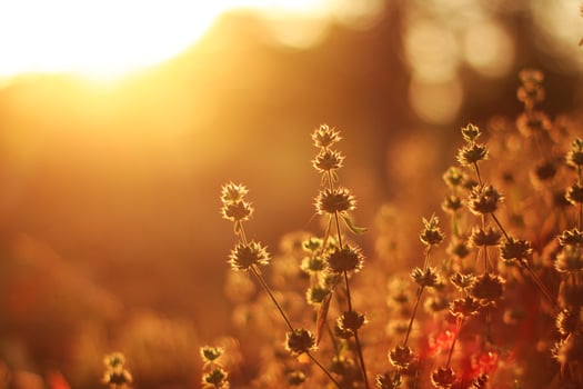 Beautiful wild Camomile grass flowers in the meadow with natural sunlight. photo