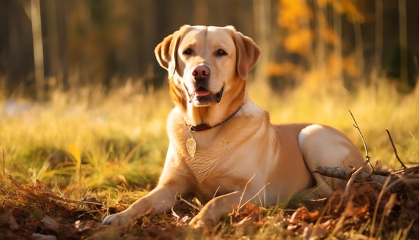 a dog is sitting in the grass at sunset AI Generated photo