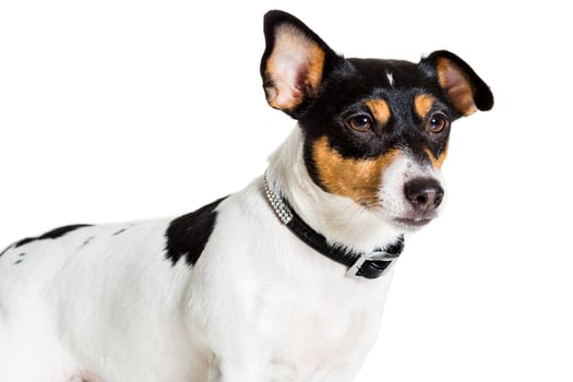 Jack Russell Terrier, isolated on white photo