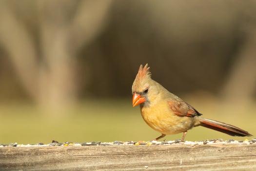 Female cardinal coming out to the wooden railing for birdseed. Her brown feathers are designed for camouflage as opposed to the bright red of the male. Her little orange beak pointed outward. photo