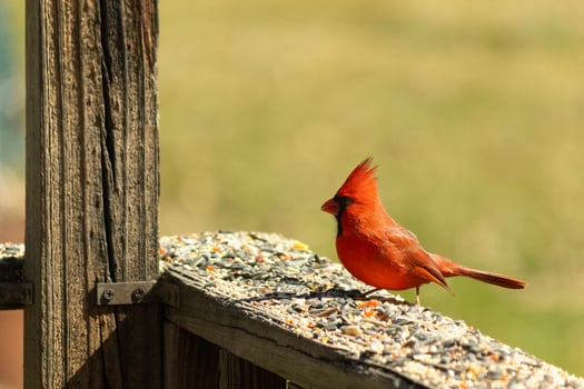 This beautiful red cardinal came out to the brown wooden railing of the deck for food. His beautiful mohawk standing straight up with his black mask. This little avian is surrounded by birdseed. photo