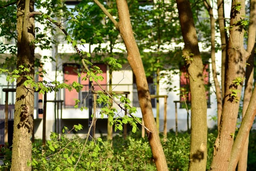 Ornamental shrubs and plants near a residential city house photo