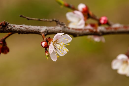 beautifully flowering cherry branches on which the bees sit photo
