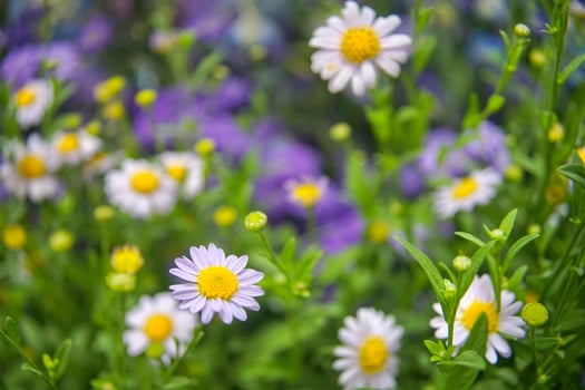 Selective focus flowering of daisies. chamomile in the meadow. Dox-eye, Common daisy, Dog daisy, Moon daisy. Oxeye daisy, Leucanthemum vulgare, Spring or summer nature scene. Gardening concept photo