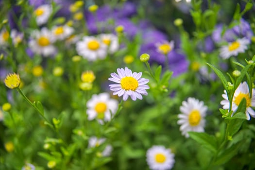 Selective focus flowering of daisies. chamomile in the meadow. Dox-eye, Common daisy, Dog daisy, Moon daisy. Oxeye daisy, Leucanthemum vulgare, Spring or summer nature scene. Gardening concept photo