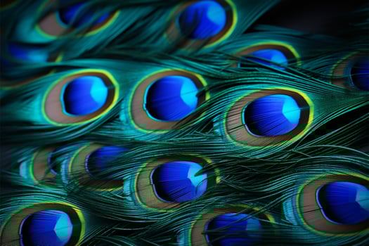 Detailed macro shots of peacock feathers, perfect for text placement AI Generated photo